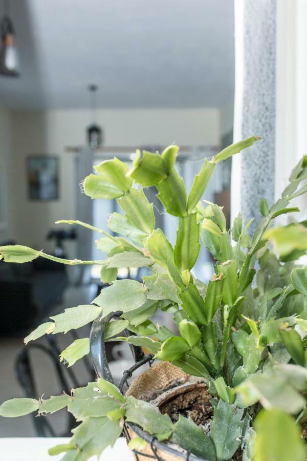 פלקאס Luxury Skyline Apartment מראה חיצוני תמונה